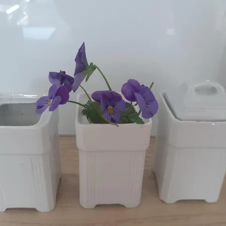 Apartman Pisakowe - Sledzik *