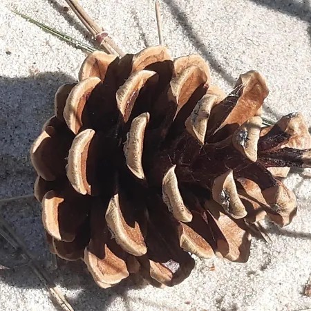 Apartman Pisakowe - Sledzik Rowy