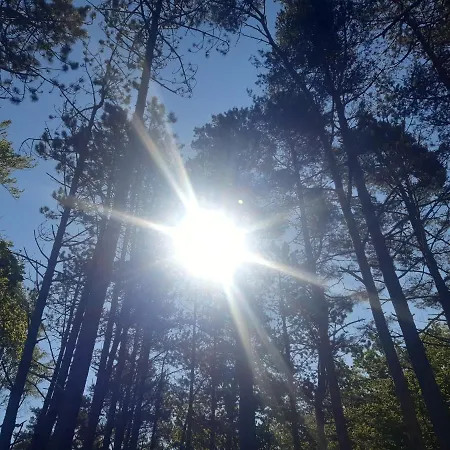 Pisakowe - Sledzik Rowy