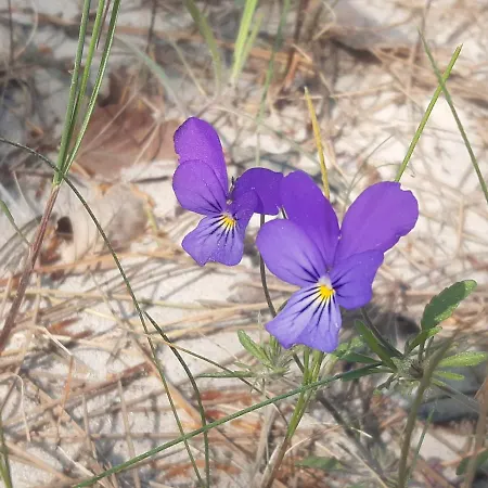 Pisakowe - Sledzik * Rowy (Pomerania)