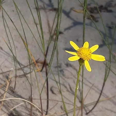 Pisakowe - Sledzik * Rowy