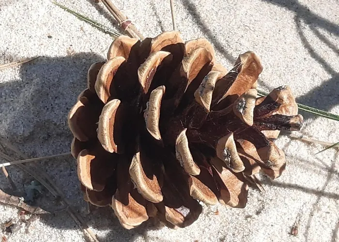 Apartamento Pisakowe - Sledzik Rowy (Pomerania)