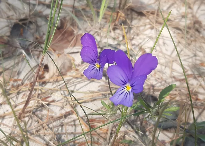 Pisakowe - Sledzik * Rowy (Pomerania)