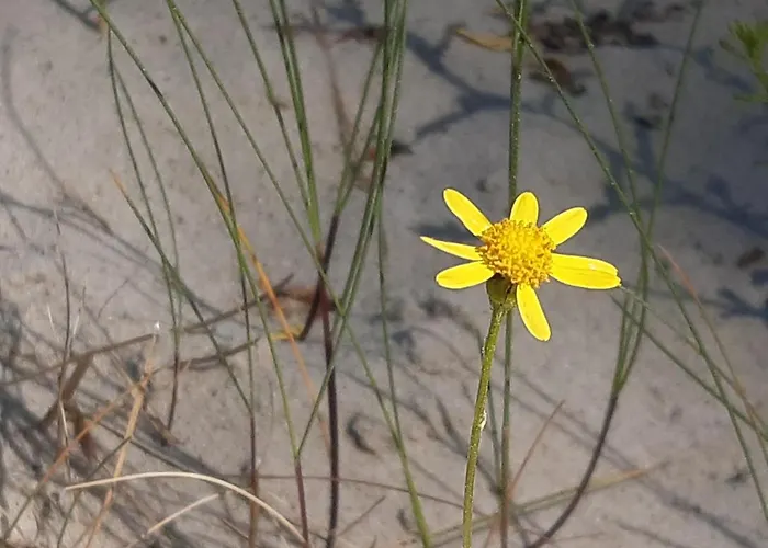 Pisakowe - Sledzik * Rowy (Pomerania)